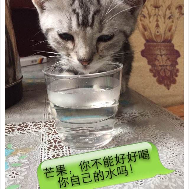 加拿大皇家大学会计文凭证书